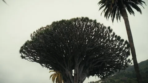 Ancient Dragon Tree Silhouette, Icod de los Vinos, Tenerife, Spain Stock Footage 346130290