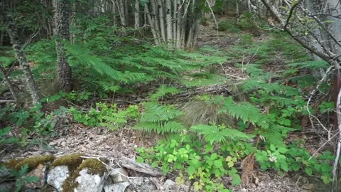 Ancient dry stone wall covered with moss surrounded by ferns and other Stock Footage 339037398