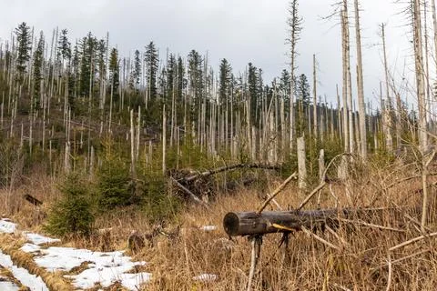 Ancient dry tree against backdrop of Tatra mountains, Poland. Stock Photos
