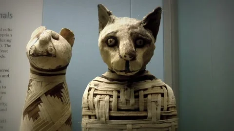 Ancient Egyptian cat mummy Video stock 50648799