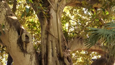 Ancient Eucalyptus tree trunk with textured peeling bark in a natural forest Stock Footage 328988370