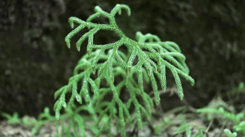 Ancient ferns Stock Footage 250319810