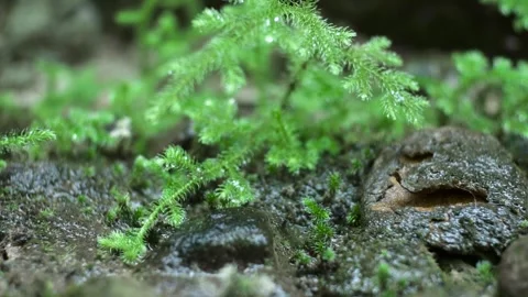 Ancient ferns 動画素材 250320234