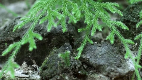 Ancient ferns Stock Footage 250320513