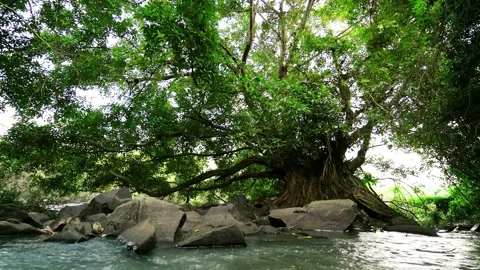 Ancient Ficus bengalensis grows by stream in a tropical forest 2 Stock Footage 152603029