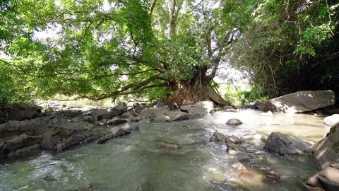 Ancient Ficus bengalensis grows by stream in a tropical forest 1 Stock Footage 152603073