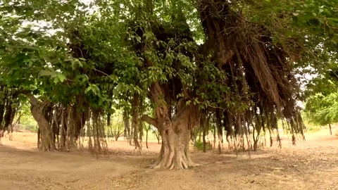 Ancient Ficus Tree with Dense Canopy and Aerial Roots in Arid Landscape Stock Footage 341464606