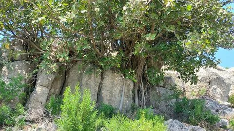 Ancient Fig Tree Roots Clinging To Textured Gray Limestone Rocks Stock-Fotos