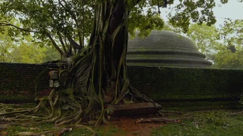 Ancient fig tree with tangled aerial roots at Rankoth Vehera stupa in rain Vídeo Stock 330863513