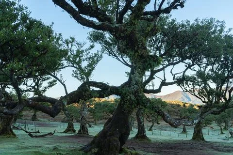 Ancient Forest Canopy with Twisted Branches and Green Leaves Against a Clea.. Stock Photos