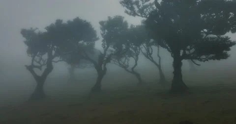 Ancient forest covered in fog Video stock 205093577
