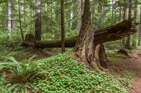 Ancient Forest Habitat  Stock-Fotos
