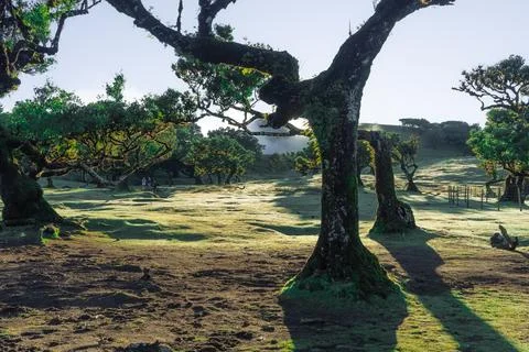 Ancient Forest Landscape with Mossy Trees and Morning Light in a Serene Nat.. Stock Photos