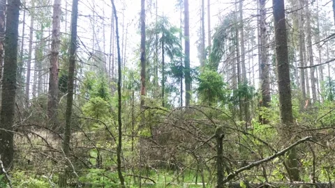 Ancient forest with lush greenery amidst the remnants of fallen trees and Stock Footage 313013536