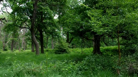 Ancient forest Sababurg Stock Footage 69900732