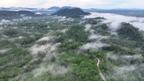 An Ancient Forest Split by a Road – North Kalimantan, Borneo. Stock Footage 305345083