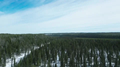 Ancient forest in sweden Stock Footage 244257976