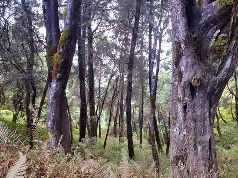 Ancient forest tranquility with towering mossy trees Stock Photos
