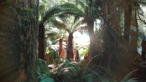 Ancient forest, tree ferns Stock Footage 154151354