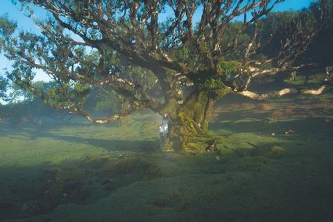 Ancient Forest Tree Trunk with Moss and Spreading Branches in Ethereal Mist.. Stock Photos