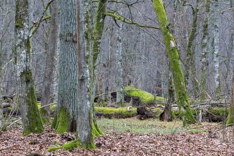 Ancient forest trees covered in green moss Stock-Fotos