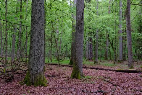 Ancient forest trees growing in spring woodland 库存照片