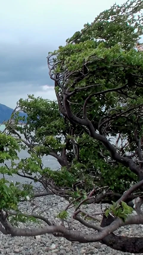 Ancient Forests and Clear Lakes in Patagonian Andes Stock Footage 288150931