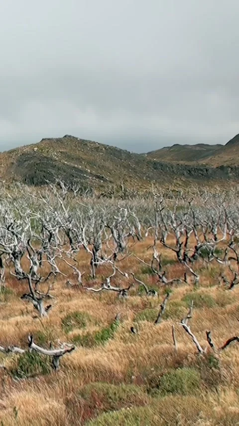 Ancient Forests and Pristine Lakes in Patagonia's Los Alerces Stock Footage 288150825