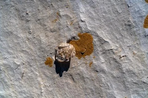 Ancient Fossil Shell Embedded in Chalk, Egypt Stock Photos