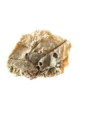 Ancient Fossilized Leaf Impression on White Background Stock Photos