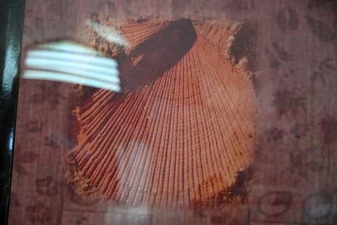 Ancient Fossilized Shell Impression Preserved in Sedimentary Rock Close Up Stock Photos