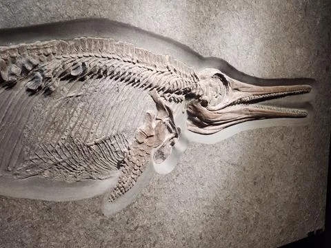 Ancient fossilized small ichthyosaur with shadow - mounted skeleton Stock-Fotos