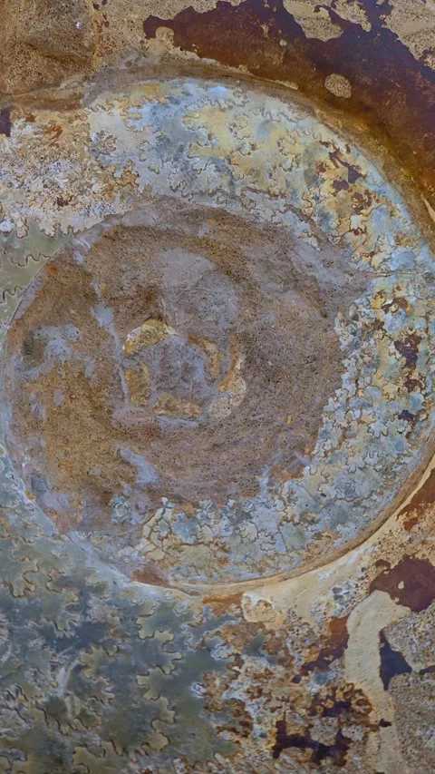 Ancient fossils, ammonite shell. Abstract archaeology or geology background. Stock-Footage 289802913