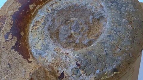 Ancient fossils, ammonite shell. Abstract archaeology or geology background. Video stock 291177570