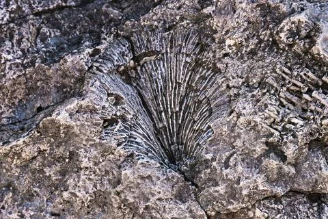 Ancient fossils, texture, pattern of ancient fossil animals, molluscs. Bottom Stock Photos