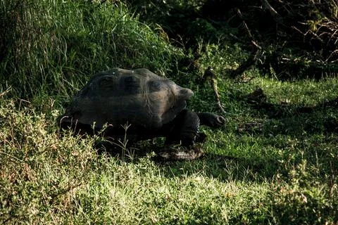Ancient Galapagos Explorer Stock Photos