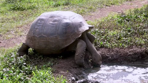 Ancient Galapagos tortoise makes slow trip through mudhole 스톡 동영상 272565127