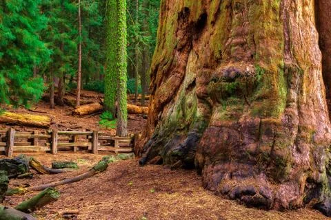 Ancient General Sherman Tree in Sequoia National Park Stock-Fotos