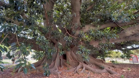 Ancient Giant Fig Tree with Massive Buttress Roots in Buenos Aires Park Stock Footage 339432098