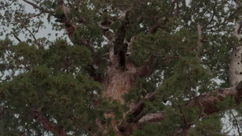 Ancient giant sequoia upper trunk and crown in Yosemite Stock-Footage 347985877