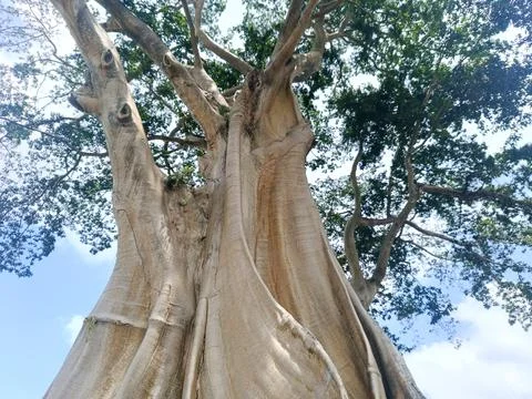 An ancient giant tree known as the Eucalyptus Tree or Bayan Ancient Tree. Stock Photos