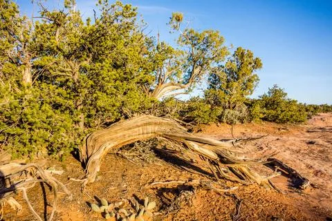 An ancient gnarled juniper tree near Navajo Monument park utah An ancient ... Stock Photos