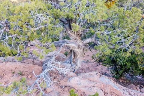 An ancient gnarled juniper tree near Navajo Monument park utah An ancient ... Stock Photos