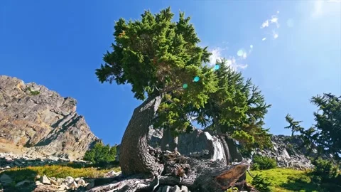 Ancient Gnarled Tree on Rocky Slope, Pinnacle Peak Trail, Mount Rainier National Stock Footage 332138735