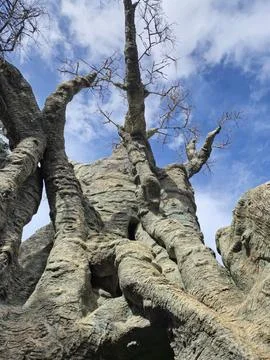 Ancient gnarled tree trunk against blue sky 스톡 사진