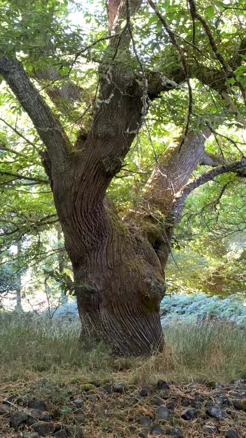 Ancient Gnarled Tree Trunk with Twisted Branches in Natural Forest 스톡 동영상 337186715