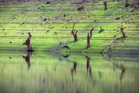 Ancient gnarly tree trunks reflected on the river Stock Photos