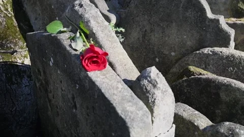 Ancient gravestone with red rose Stock Footage 151925735
