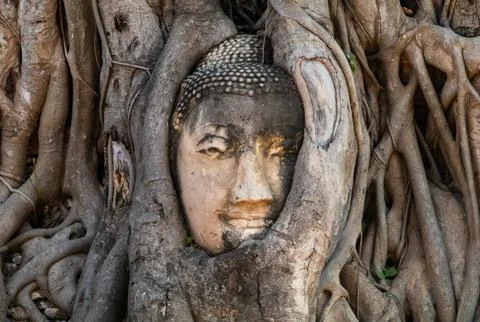 Ancient head of Buddhist statue in tree roots in Ayutthaya, Thailand Stock Photos