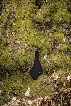 An ancient hollow chestnut tree with moss on its bark Stock Photos